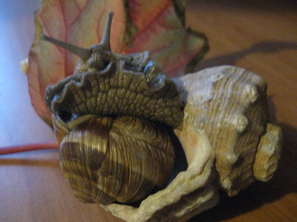snail in shell